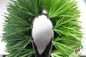 অরিজিনা পিপি + লেনো ব্যাকিং সকার কৃত্রিম ঘাস ডাবল কালার ডায়মন্ড সিরিজ সরবরাহকারী